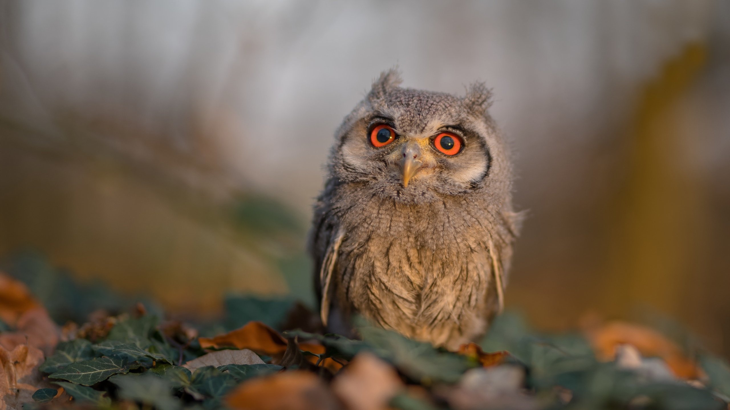 开云sport-南美烈焰燃爆安联，布鲁诺一役封神，智利造访拜仁引爆世纪冷门