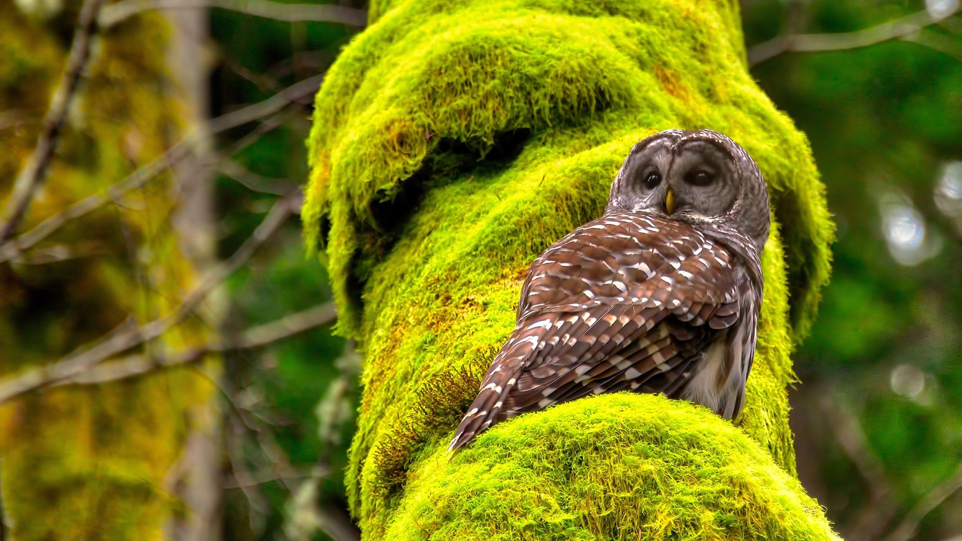 开云体育-北境死神盐湖城独舞，当德罗赞在平行时空的季后赛完成终极救赎