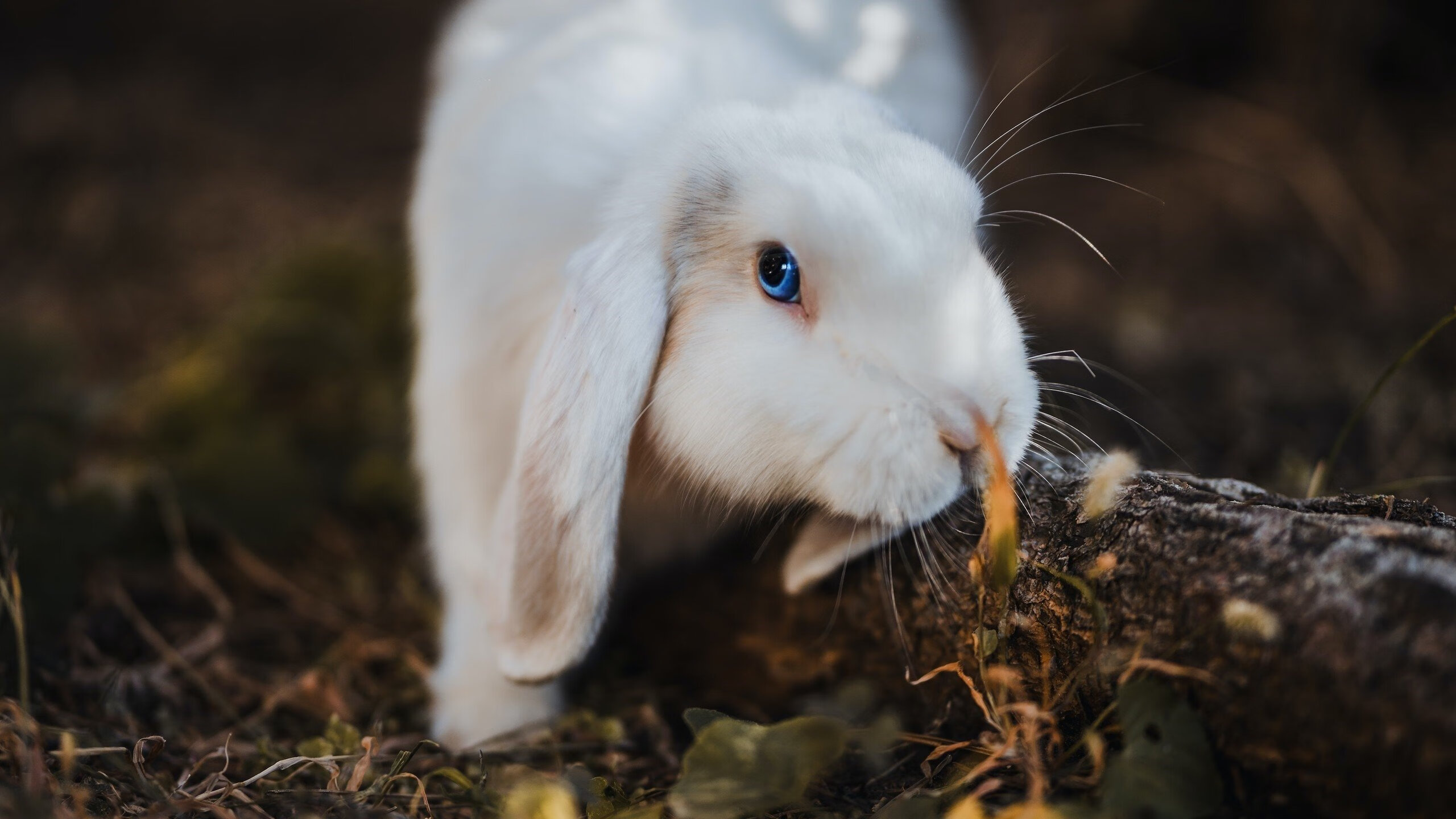 开云体育2026-黄牌如日晷，南非如何用烈日、歌声与耐心的陷阱锁死墨西哥
