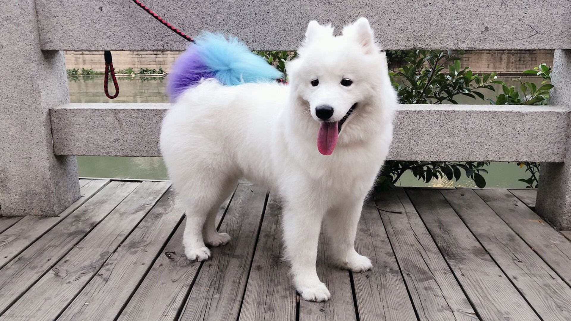 跨越万里的收割夜,当诺坎普的荣耀遇见CBA的变革