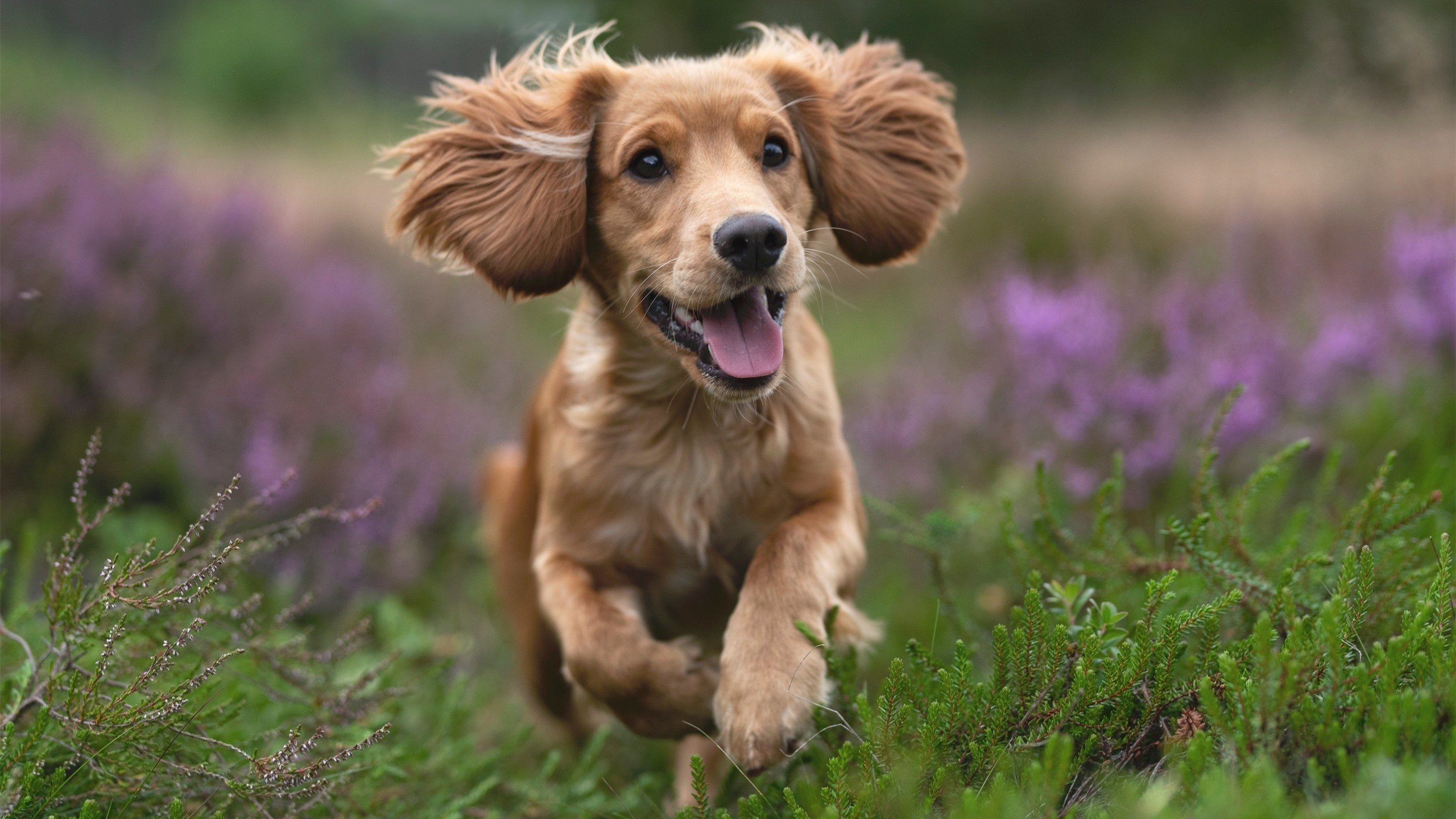 开云体育中国-米切尔44分璀璨演出，开拓者意外淘汰勇士，巅峰对决提前落幕