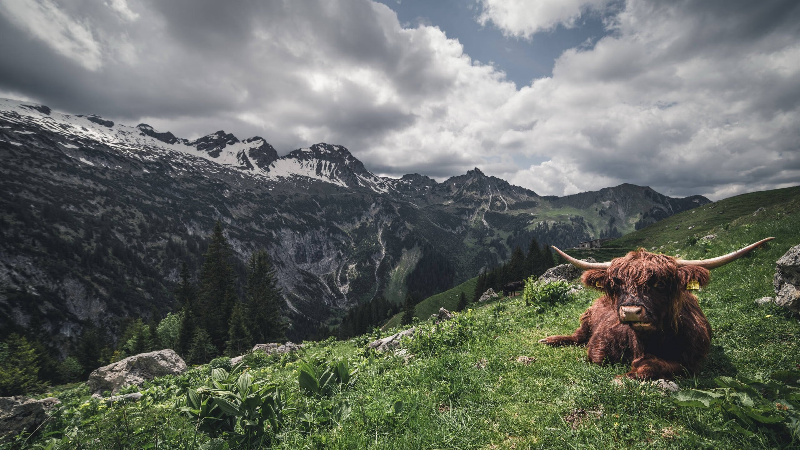 体育奇幻夜,辽宁队终结篮网,詹姆斯欧冠淘汰赛接管比赛