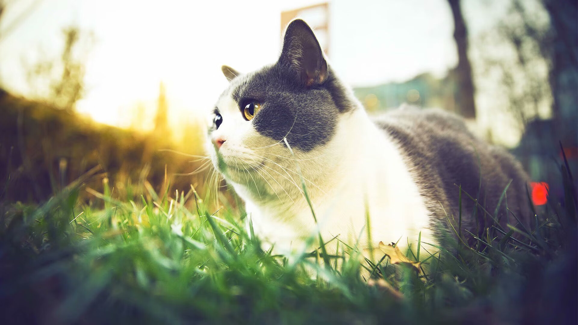 开云体育平台APP-天神下凡！格列兹曼一人独造四球，亚特兰大全场碾压卡塔尔完美收官