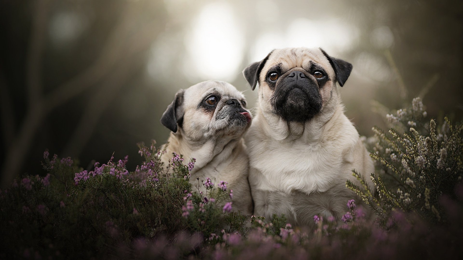 开云体育登录-哈兰德的教科书表现，秘鲁对阵伊朗的战术镜像