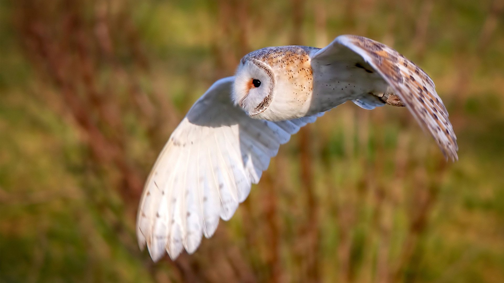 开云体育APP下载-极速共振，当F1引擎的轰鸣遇见小贾伦的高能输出之夜