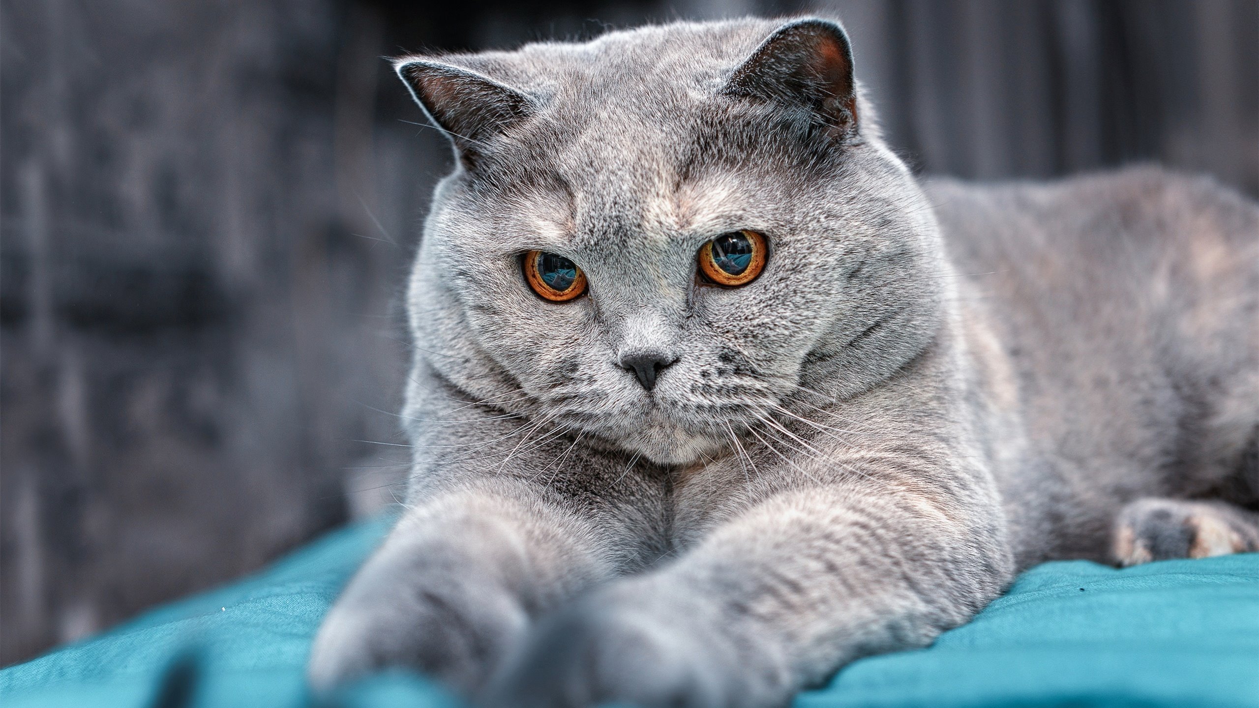 足球世界的冰与火，本泽马主宰与丹麦打穿背后的两极法则