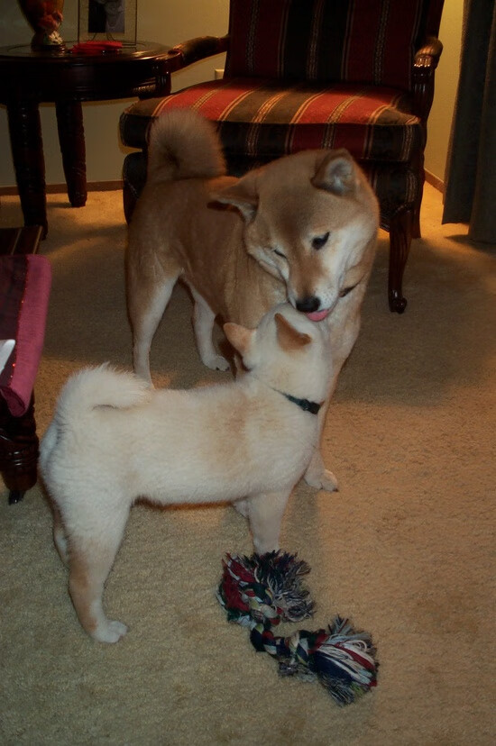 开云体育平台APP-洲际奇袭！埃及淘汰喀麦隆一战，日本天才久保建英竟成关键先生？