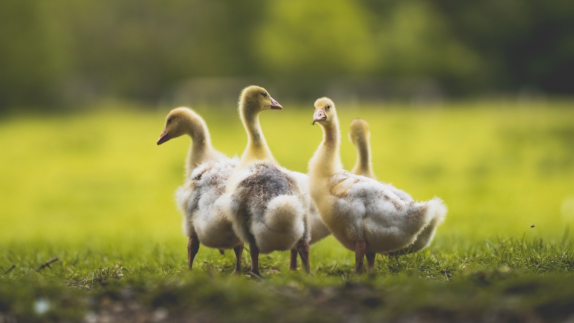 长夜终有破晓时,德罗赞冷刃出鞘,为步行者提前终结纽约悬念