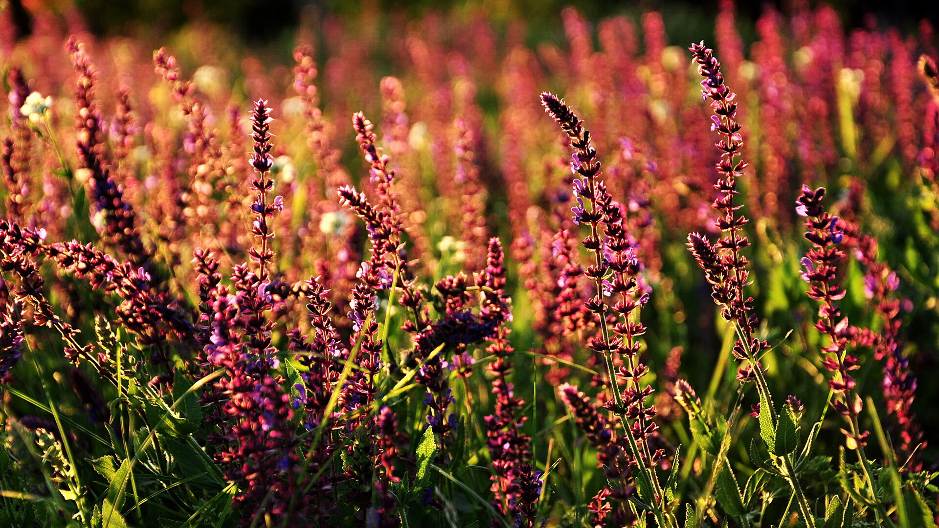 浓眉烈火铸太阳，关键先生一役焚猛龙