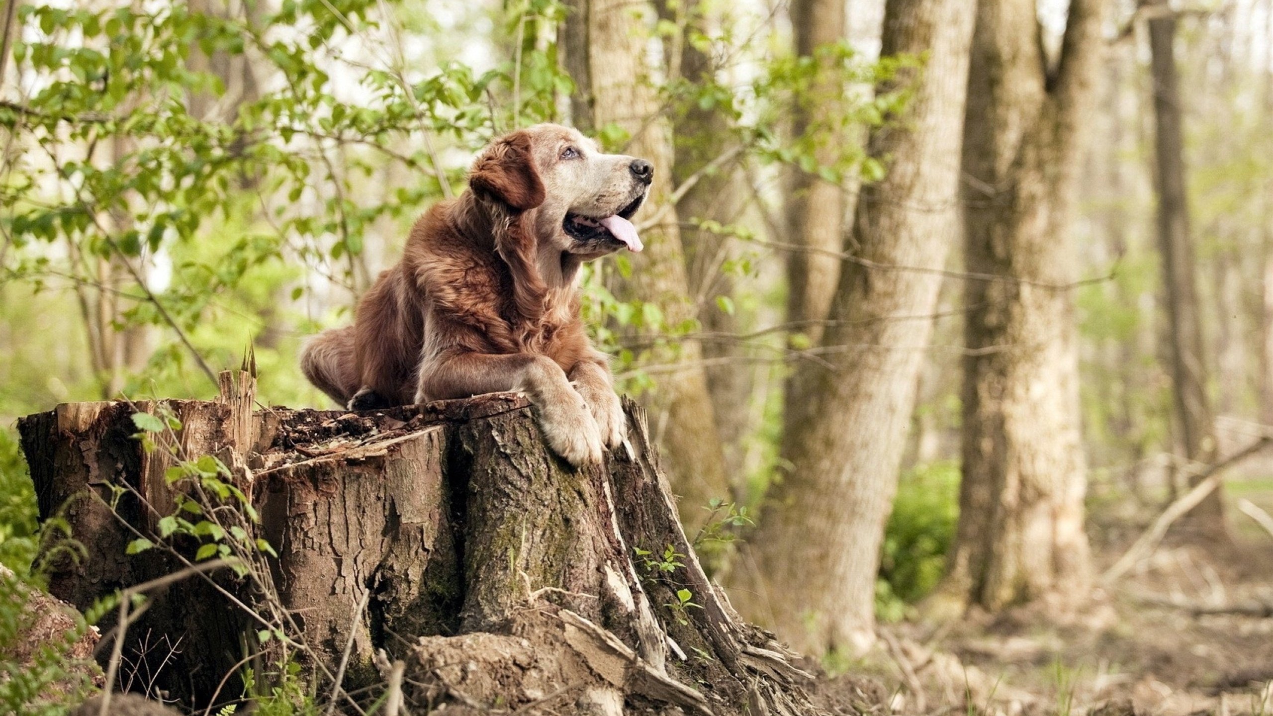 开云体育入口-隐形的收割，当沙特资本的王牌在德甲争冠战中接管比赛