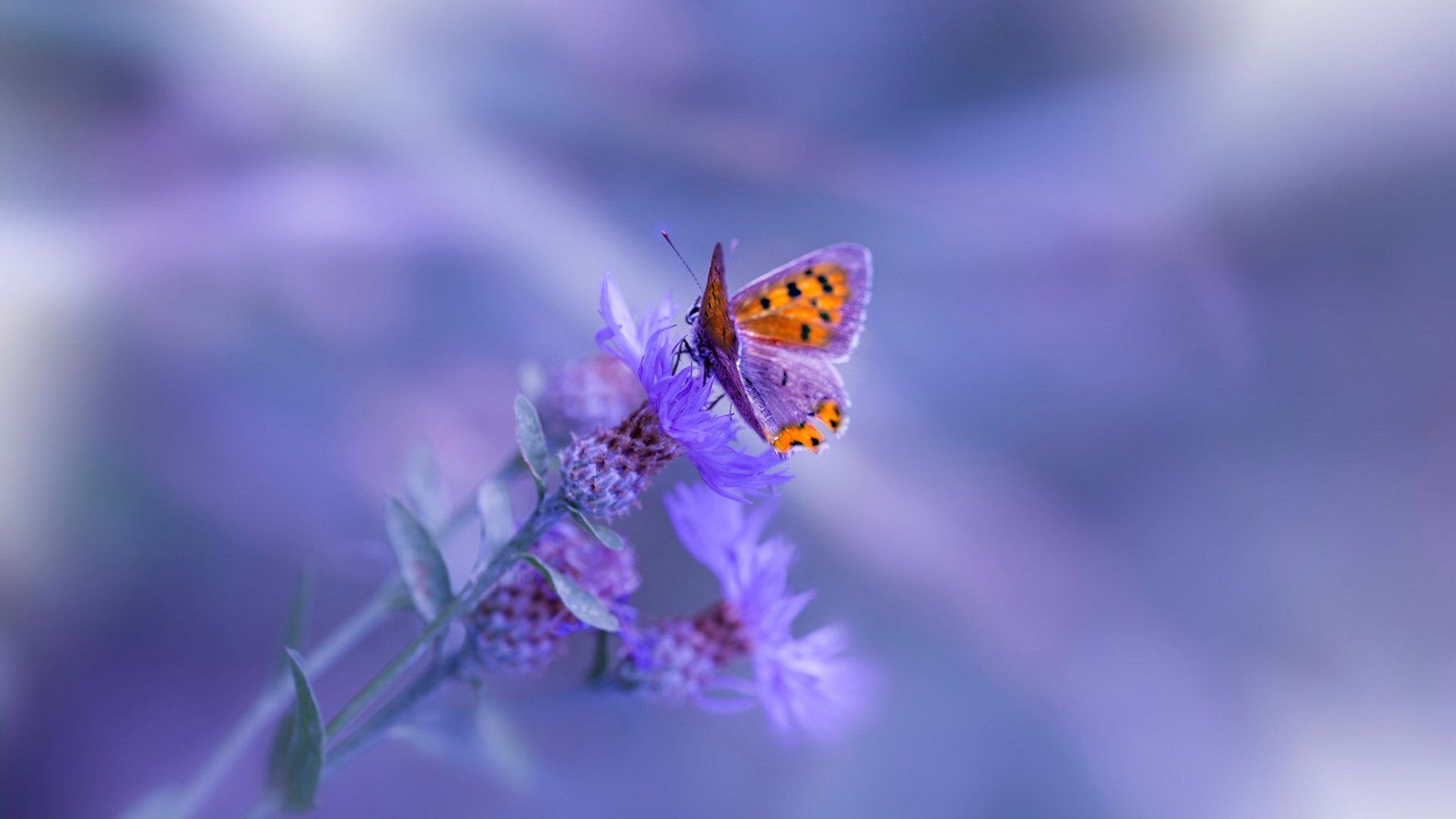 布克37分导演逆转好戏!热火斩落上海队取中国赛开门红