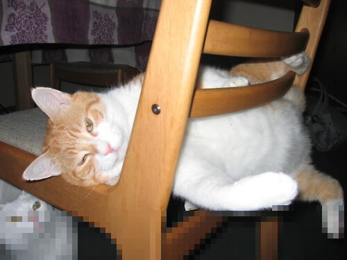 是掌控者，亦是魔术师，当拉梅洛用四次助攻与一记logo三分，将胜利从上海队的指尖偷走