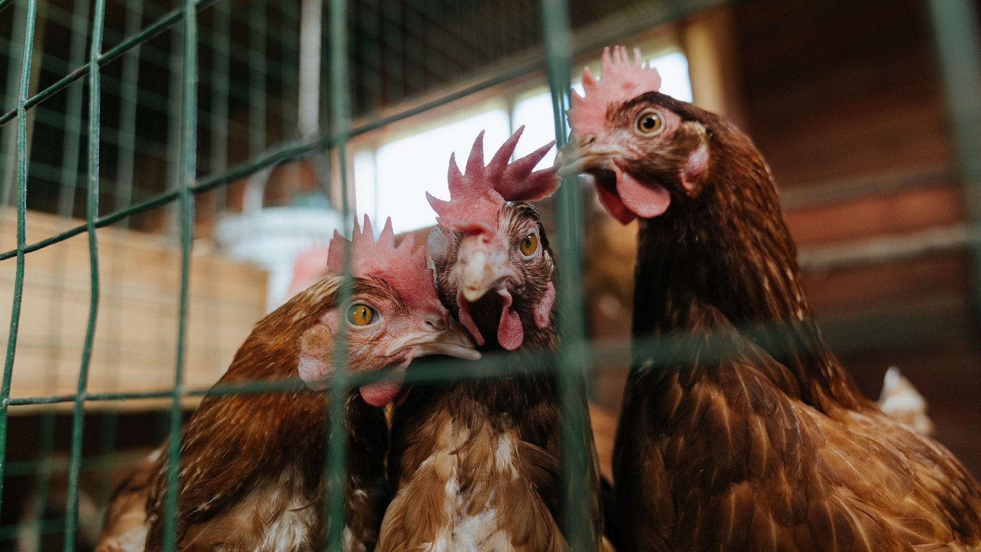 开云体育在线-雷霆乍破的17分钟,记分牌背后的精神洗礼与莫兰特的三重寂静