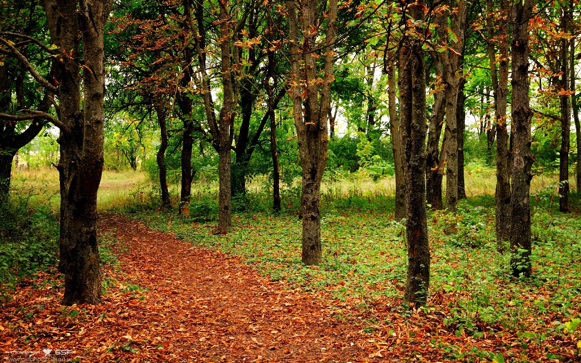 黑色飓风席卷酋长球场，戈麦斯一剑封喉，马赛一波带走枪手