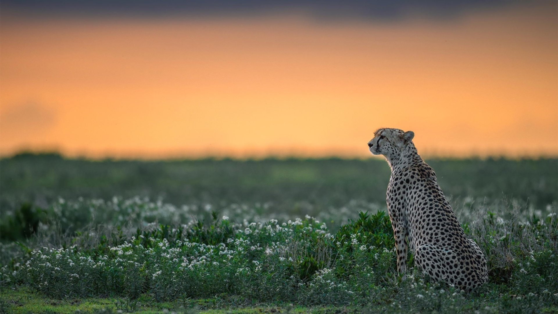 跨越太平洋的关键一击,杜兰特加盟山西狂胜独行侠的梦幻之战