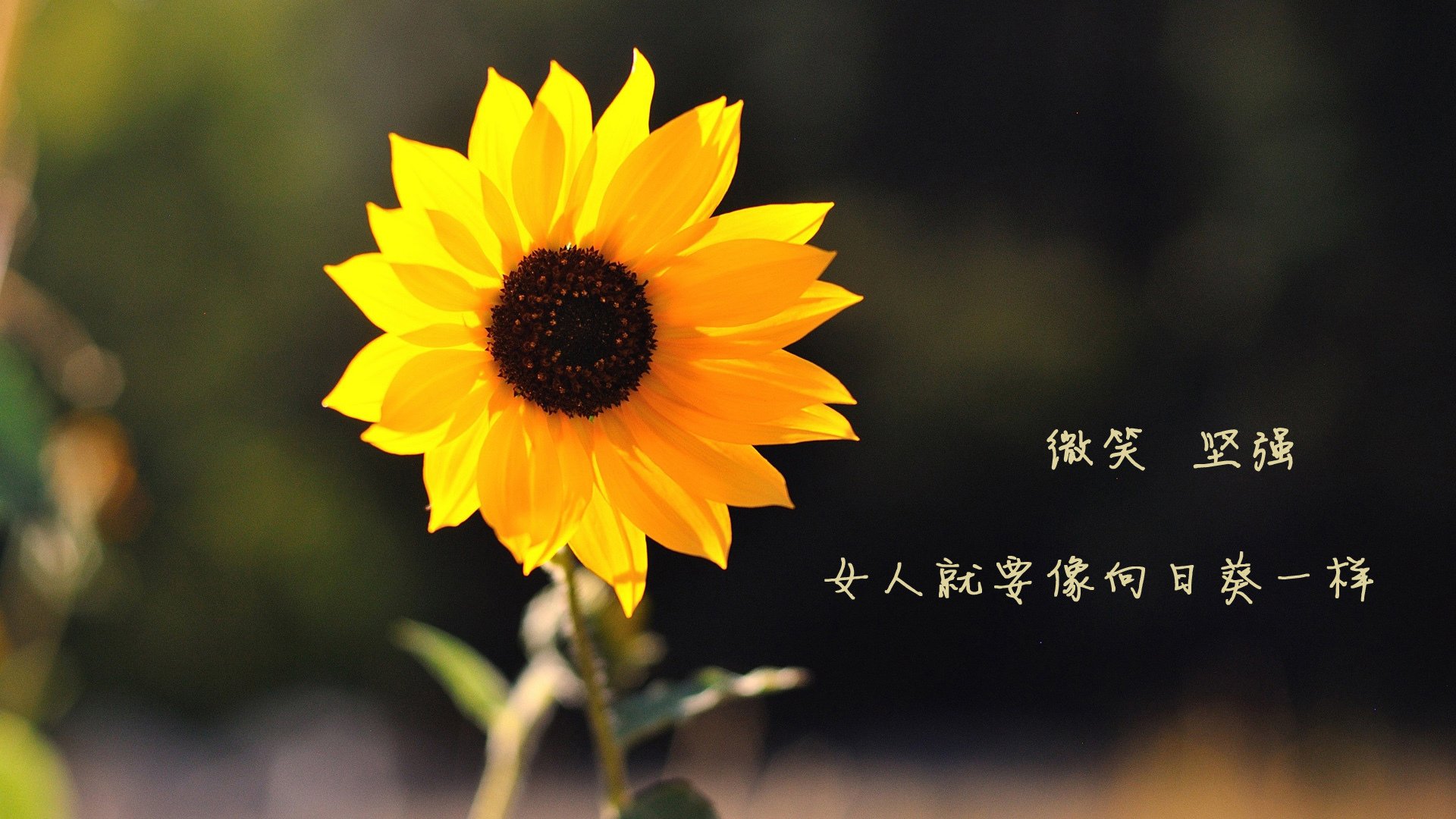 这是一篇为您定制的文章，紧扣 唯一性 的核心要求，围绕您提供的关键词展开。文章标题力求新颖，内容具有画面感与深度